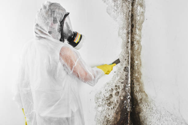 Best Basement Mold Remediation in Sycamore, IL
