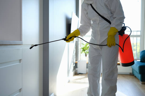 Best White Mold Remediation in Sycamore, IL