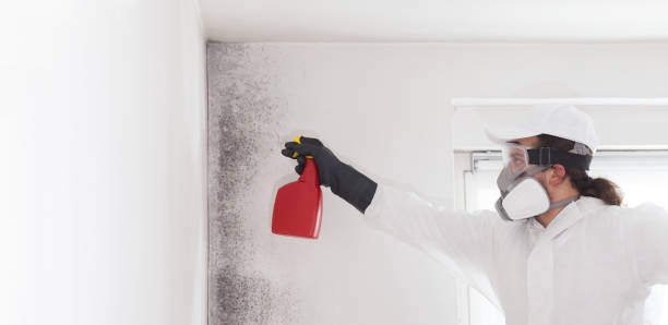 Best Localized Mold Remediation (e.g., coastal areas, humid climates) in Sycamore, IL